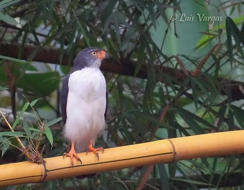 Gavilan dorsiplomizo